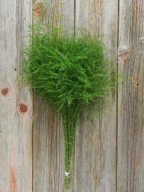 TREE FERN  GREENS